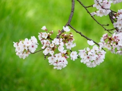 P4870408：背割堤の桜_R
