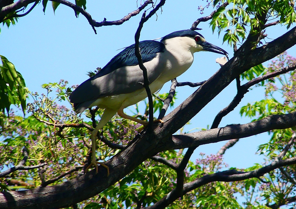 P2010442：ゴイサギ_R