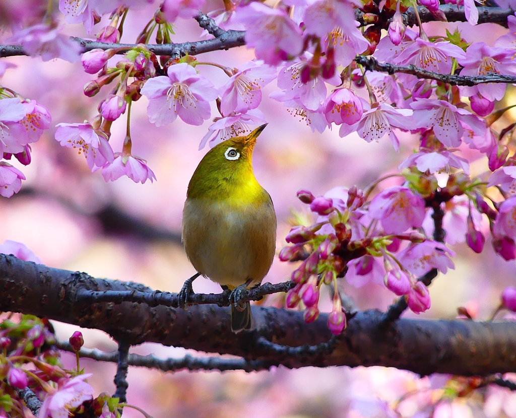 P4780046：メジロ＜河津桜＞_R