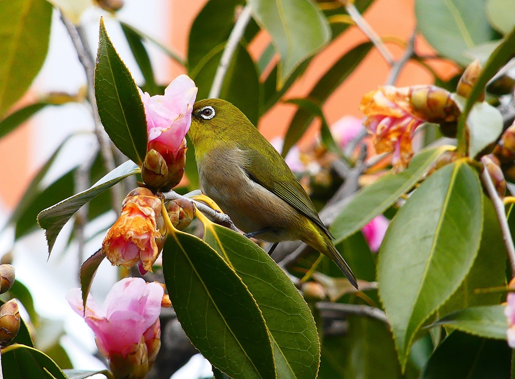 P4700826：メジロ_R