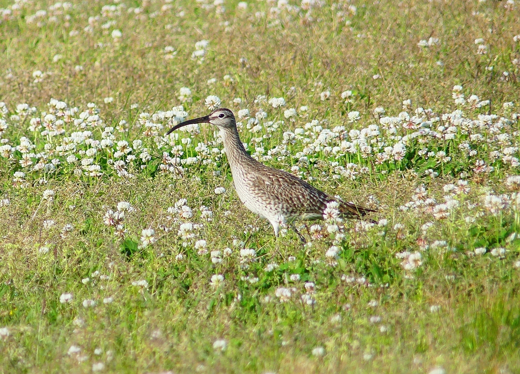 P4080816：チュウシャクシギ_R