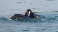 P1110829：カワウのバトル_R