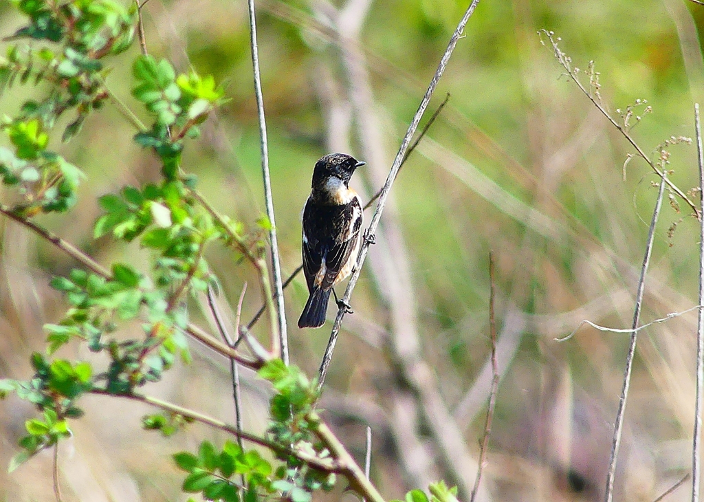 P4860013：夏羽ノビタキ（オス）_R
