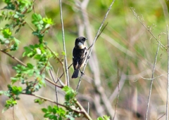 P4860013：夏羽ノビタキ（オス）_R