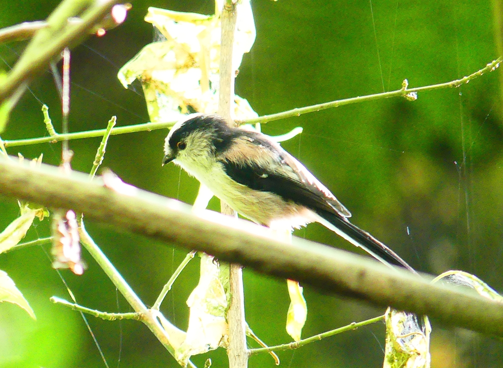 P4320263：エナガ_R