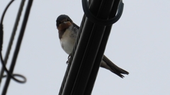 IMG_0256：ツバメ（幼鳥）-19_R