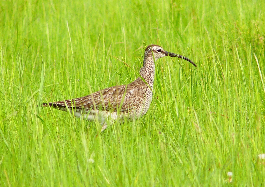 P2020760：チュウシャクシギ_R