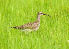 P2020760：チュウシャクシギ_R