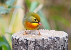 P1600114：ソウシチョウ_R
