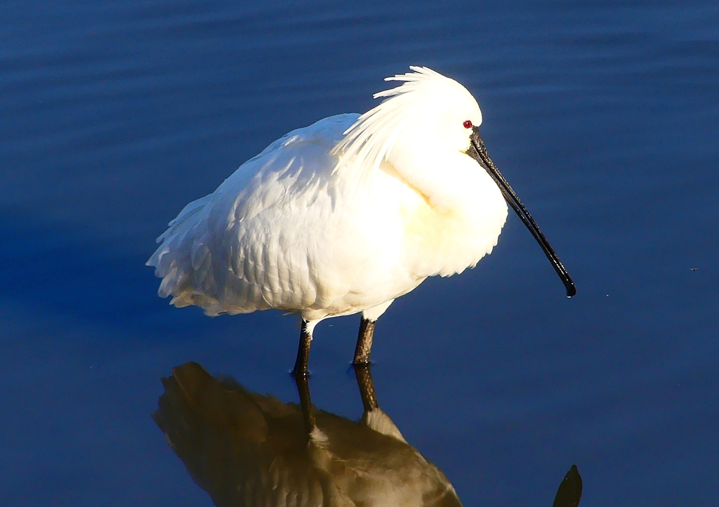 P1690051：ヘラサギ_R