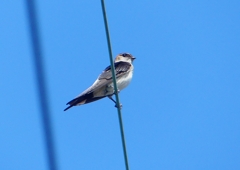 P1180548：コシアカツバメ_R