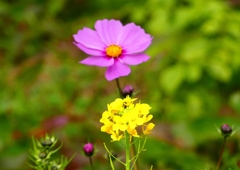 P1440294：菜の花とコスモス_R