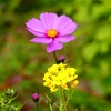 P1440294：菜の花とコスモス_R
