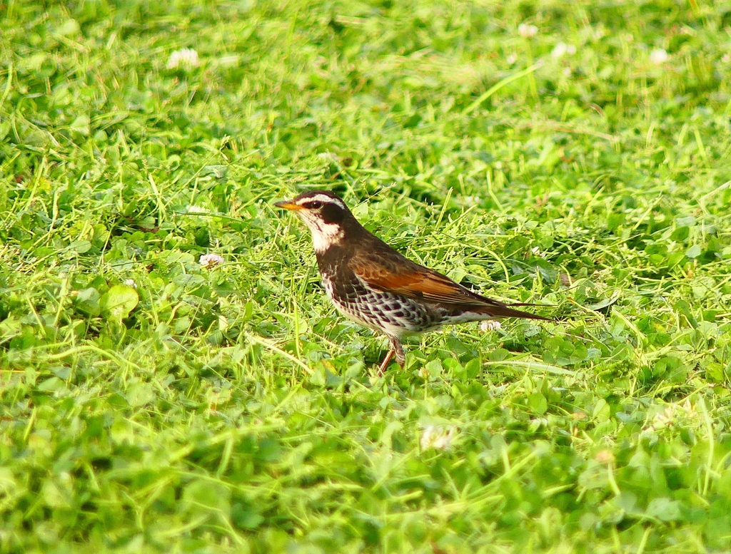 P4040809：ツグミ_R