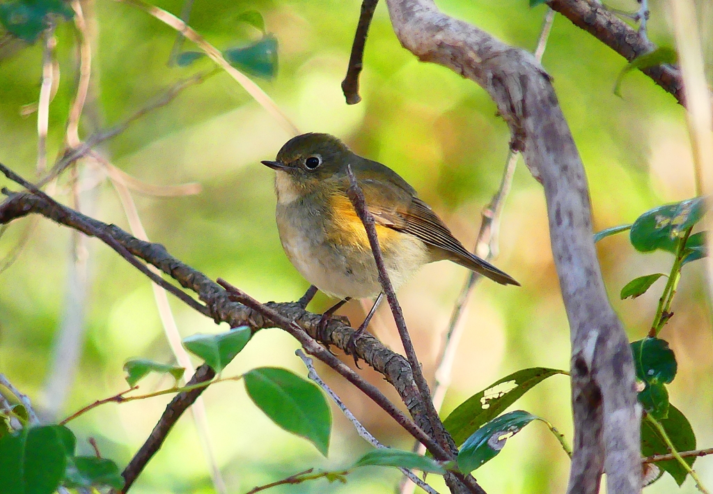 P4790140：ルリビタキ（メスタイプ）_R