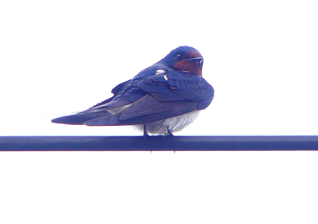 P1900116：ツバメ21_R
