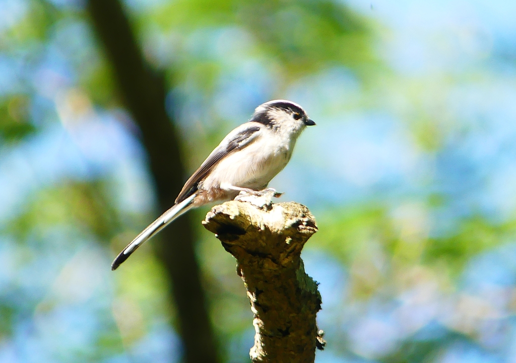 P1210554：エナガ_R