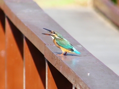 P1140444：カワセミ（メス）_R
