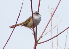 P1850491：ウグイス_R