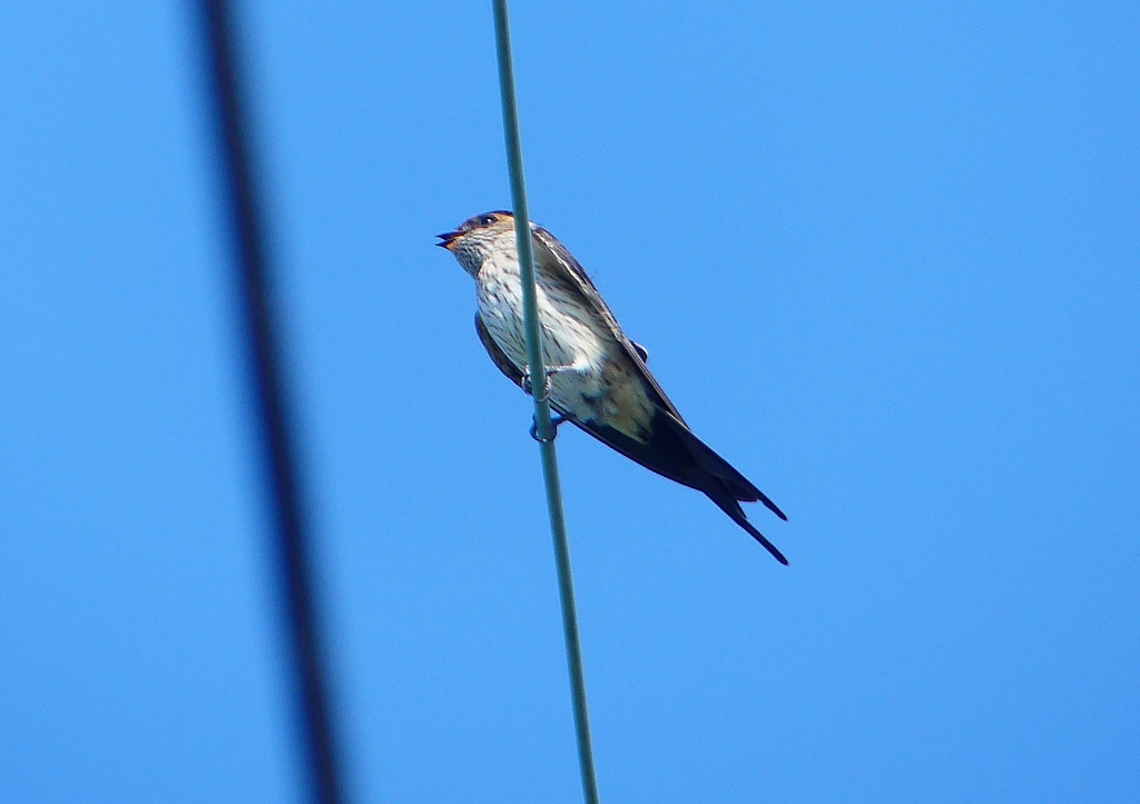 P1180567：コシアカツバメ_R