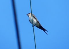 P1180567：コシアカツバメ_R