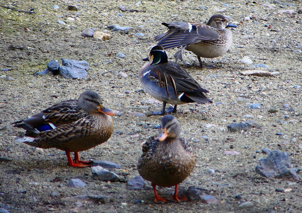 P1770118：トモエガモ、マガモ_R