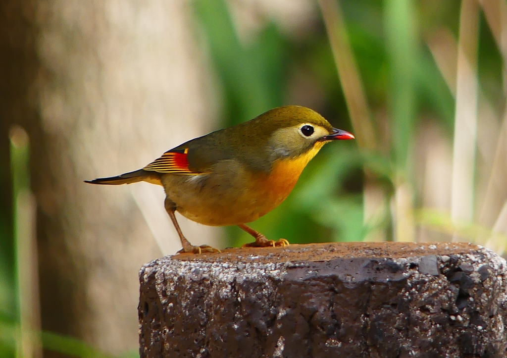P1550706：ソウシチョウ_R