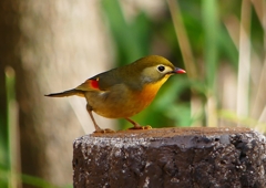 P1550706：ソウシチョウ_R