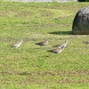 P4110732：チュウシャクシギ_R