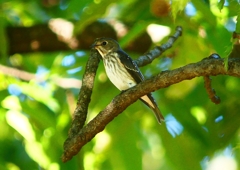 P1290195：エゾビタキ_R