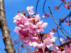 P3930140：陽光桜_R