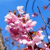 P3930140：陽光桜_R