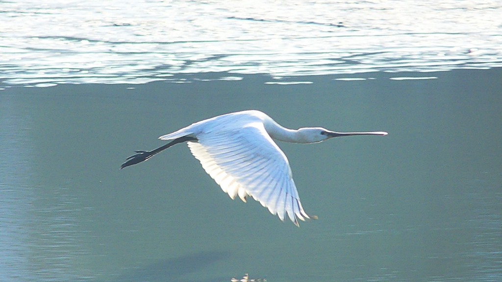 P4470155：ヘラサギ_R
