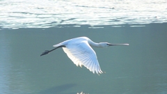 P4470155：ヘラサギ_R