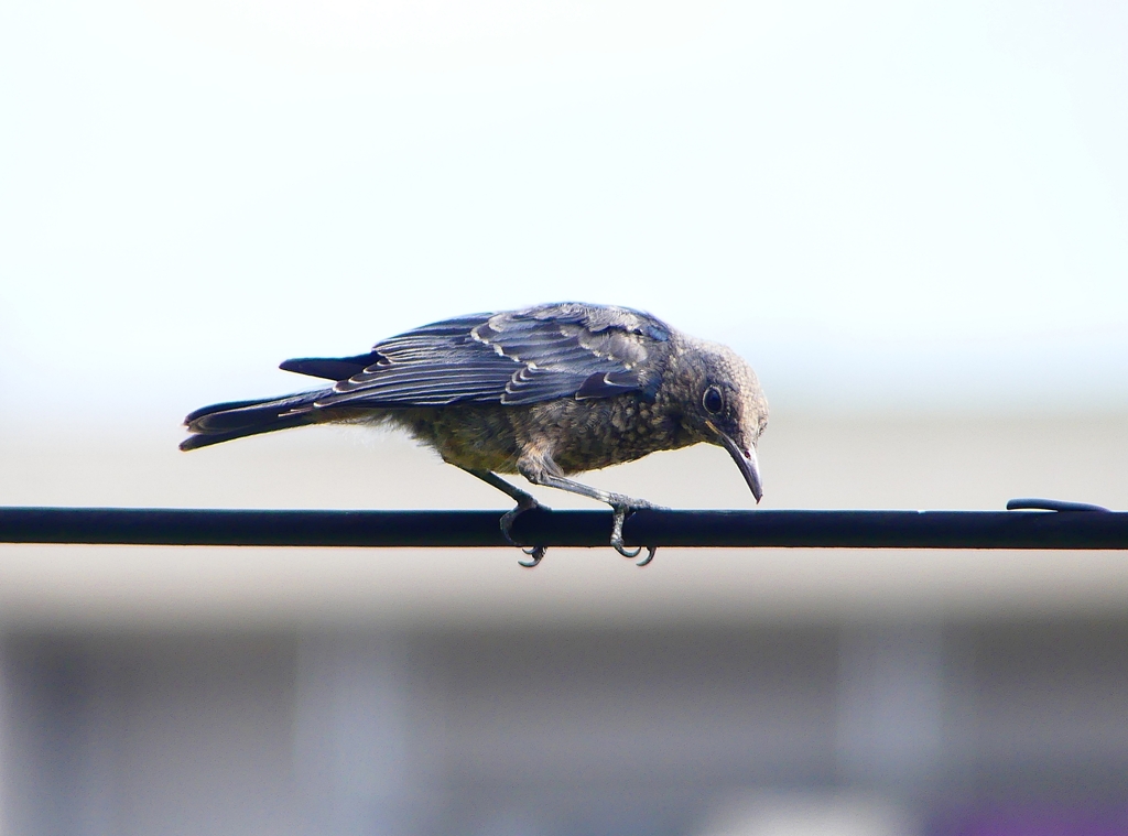 P1020242：イソヒヨドリ（若鳥）_R