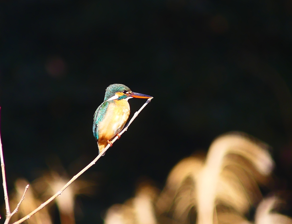 P3740069：カワセミ（メス）_R