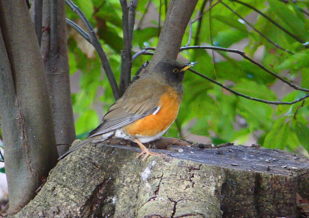 P1780027：オオアカハラ_R