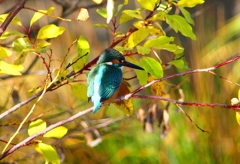 P4560331：カワセミ_R