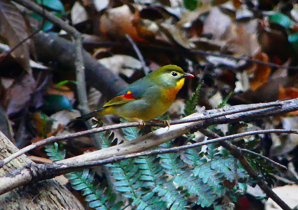 P1760228：ソウシチョウ_R