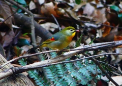 P1760228：ソウシチョウ_R