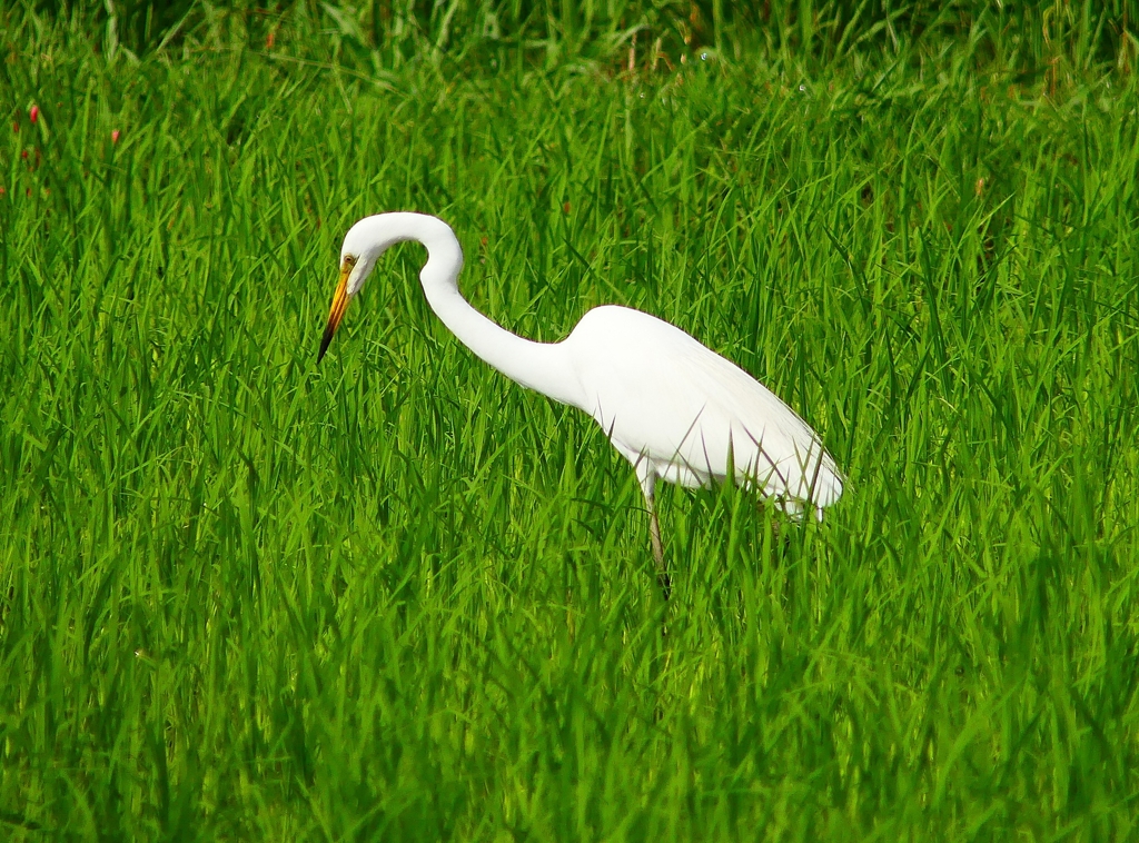 P4210425：ダイサギ_R