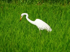 P4210425：ダイサギ_R