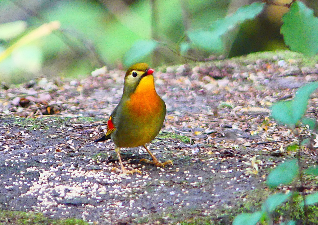 P1440099：ソウシチョウ_R