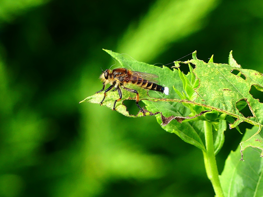 P1090866：シオヤアブ_R