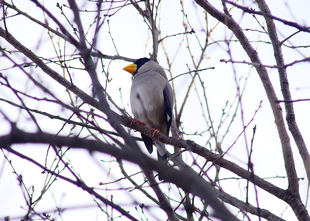 P4770061：イカル_R