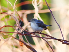 P4620018：ニシオジロビタキ_R