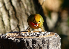P1620418：ソウシチョウ_R