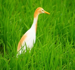 P1060093：アマサギ_R