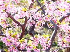 P3900816：河津桜にヒヨドリ_R