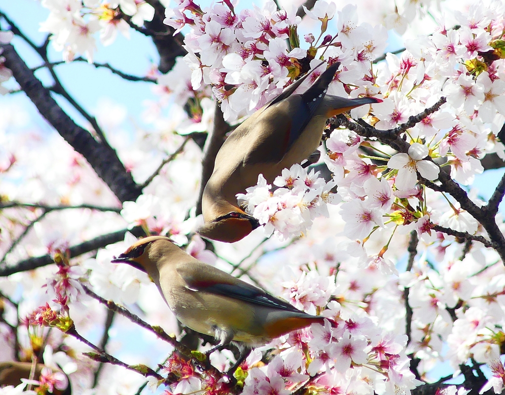 P3990554：桜にヒレンジャク_R